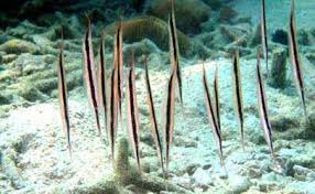 Razorfish