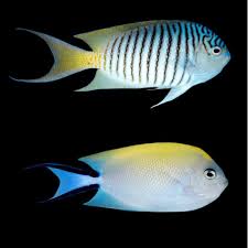 Spotbreast Swallowtail Angelfish