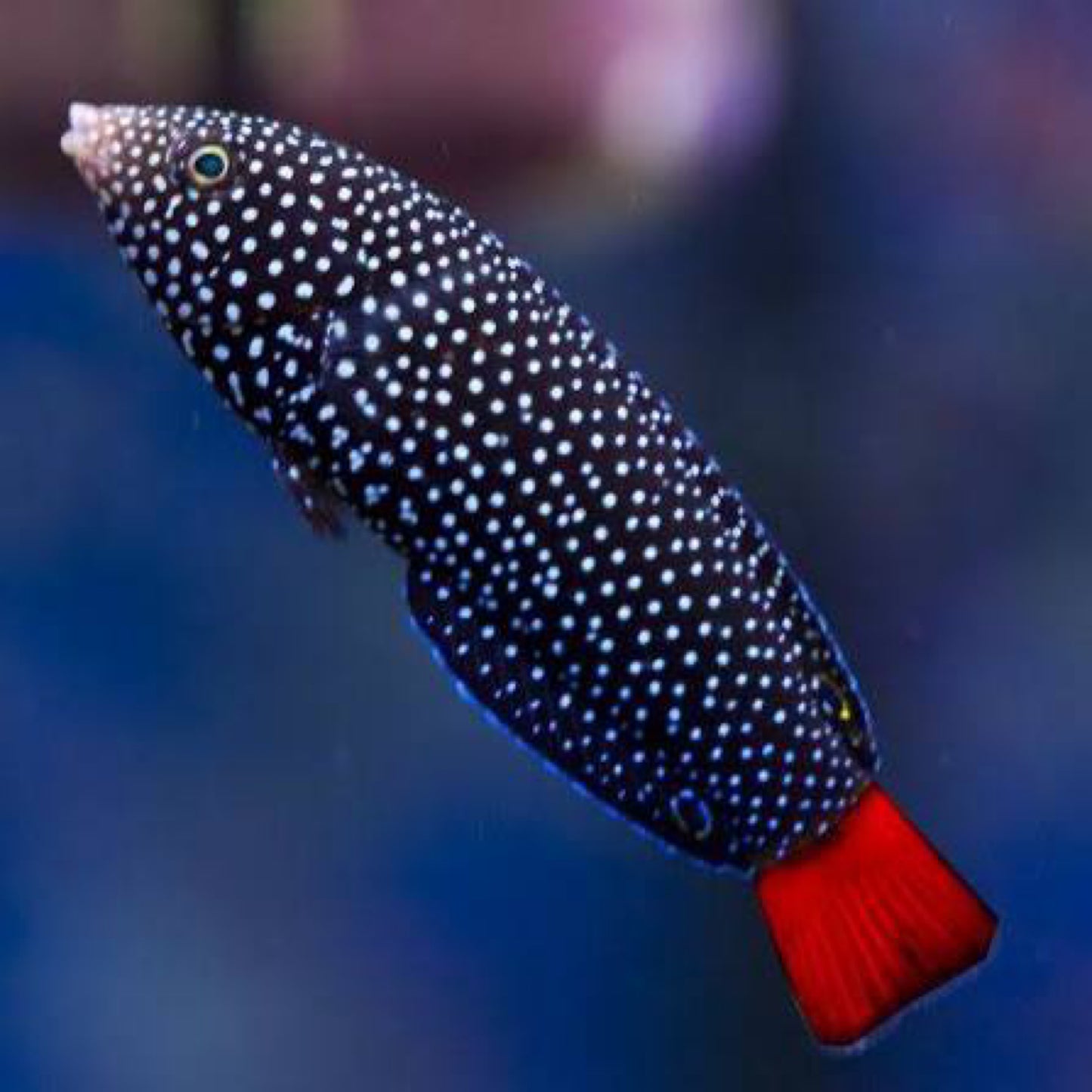 Red tail Tamarin Wrasse
