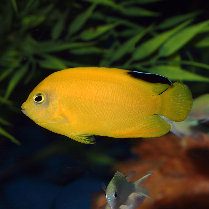 Yellow Angel