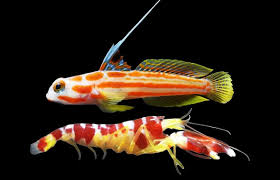 Pistol shrimp and Yasha pair