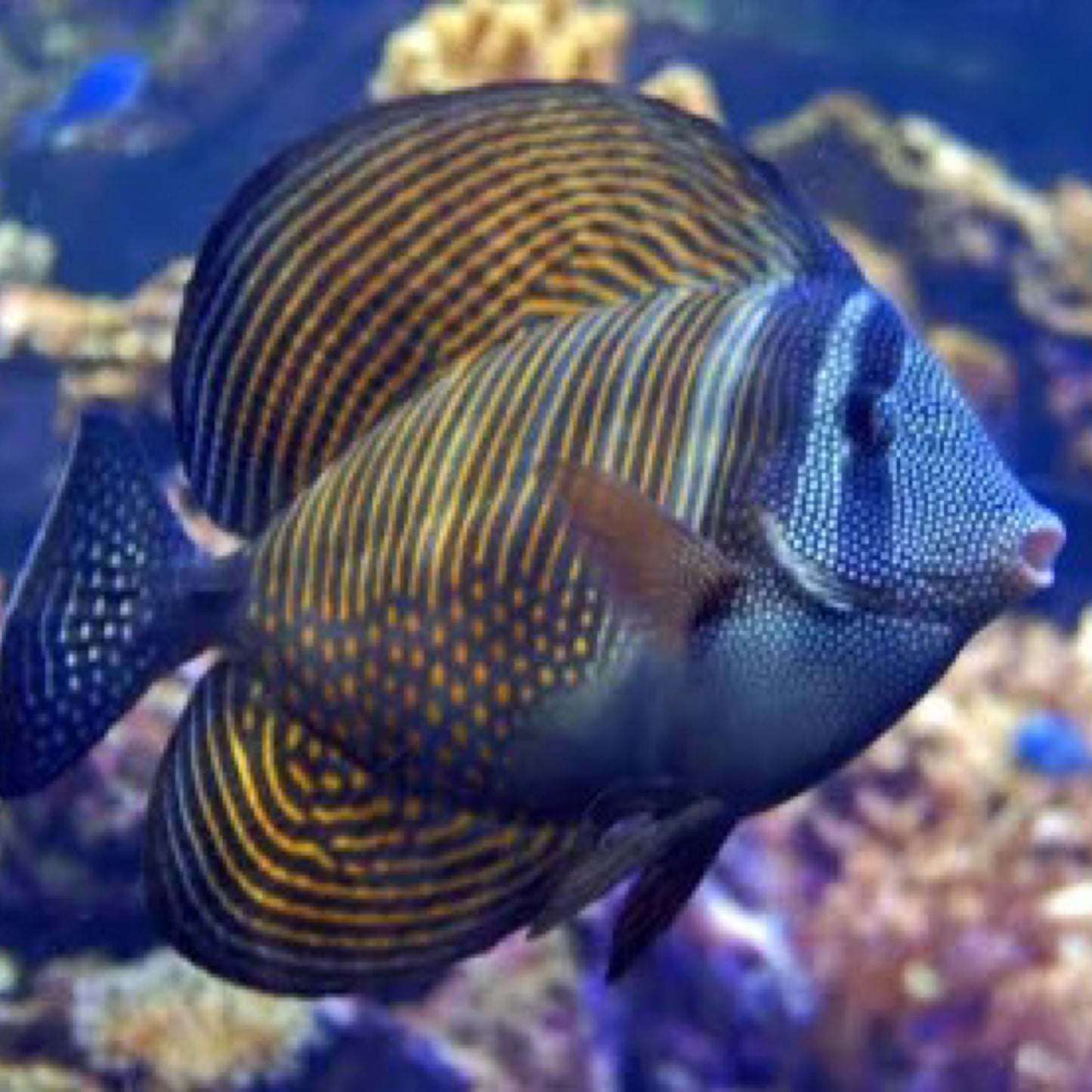 Dejardini Sailfin Tang