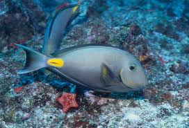 Gold coin tang