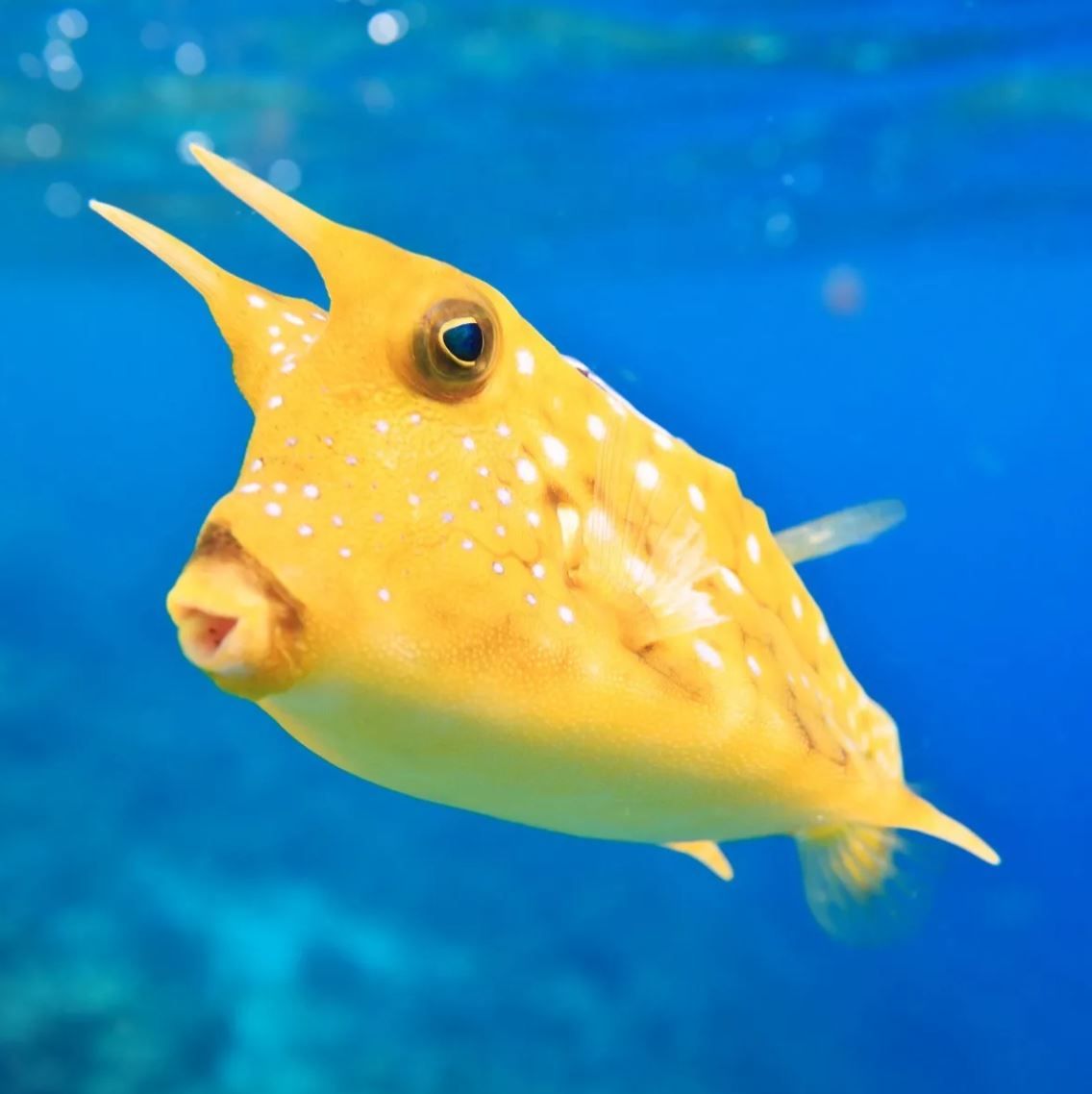 Longhorn Cowfish