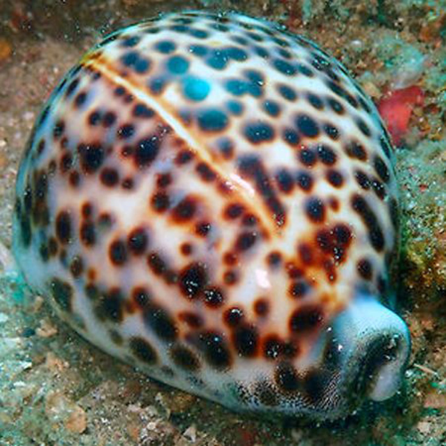 Tiger Cowrie