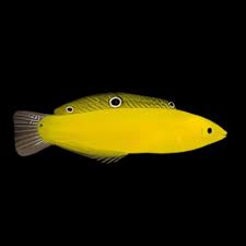 Yellow Wrasse