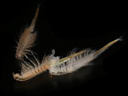 Live Brine Shrimp 150ml