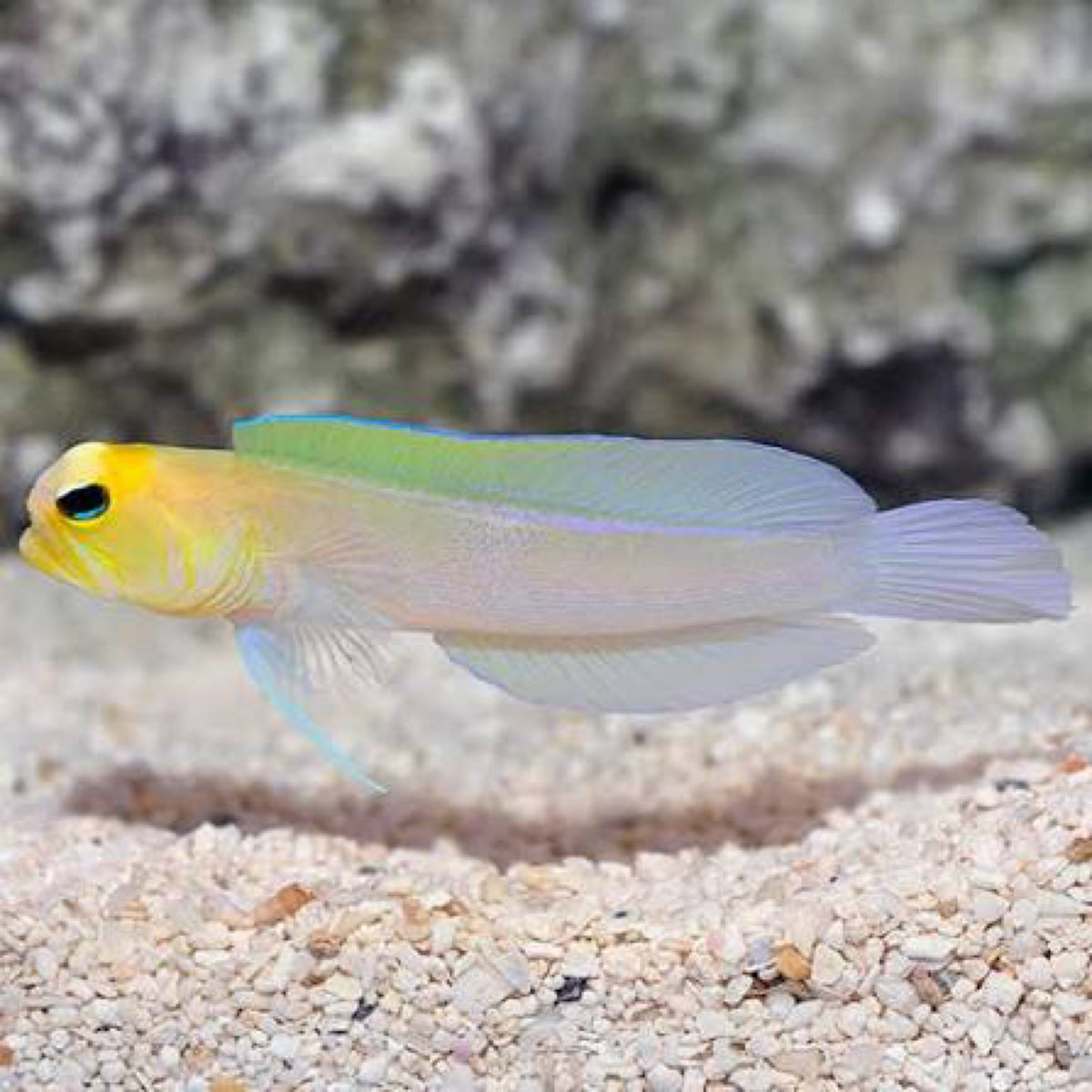 Yellowhead Jawfish
