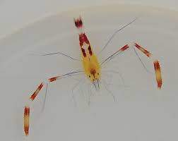 Blue Boxer Shrimp