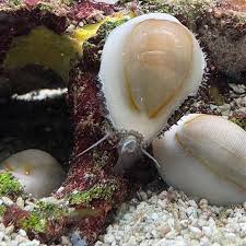 Money Cowrie