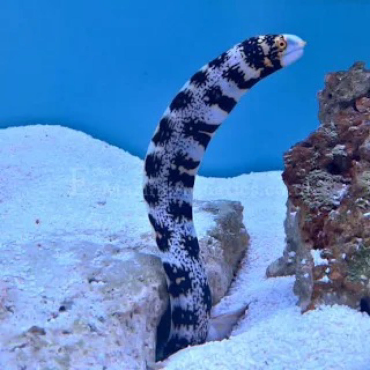 Snowflake Eel