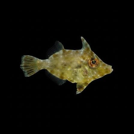 Aiptasia Eating Filefish Aquacultured