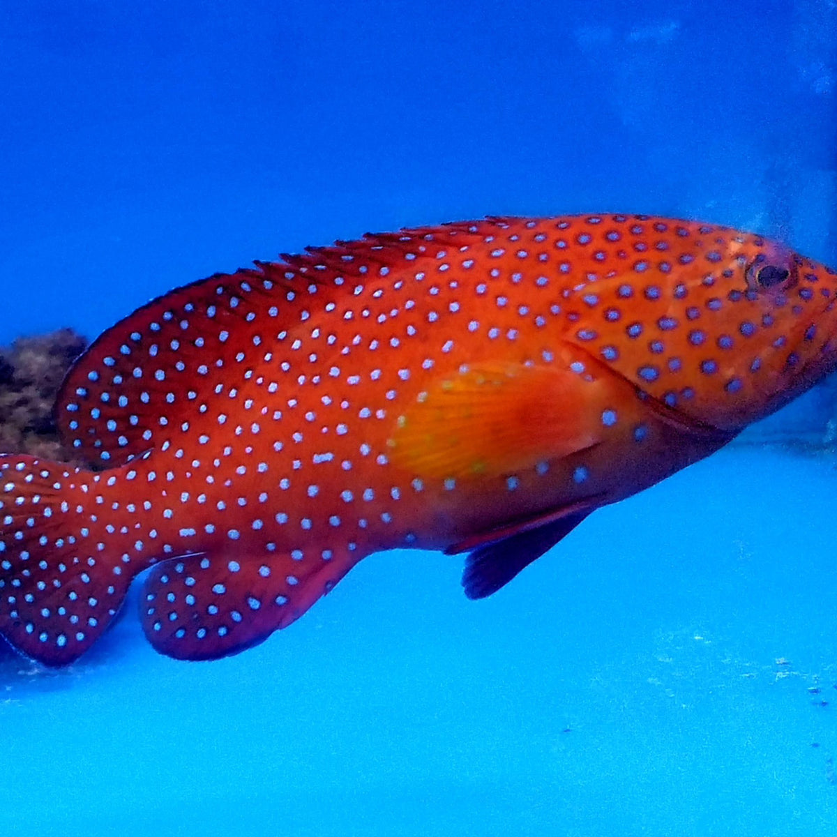 Miniatus Grouper