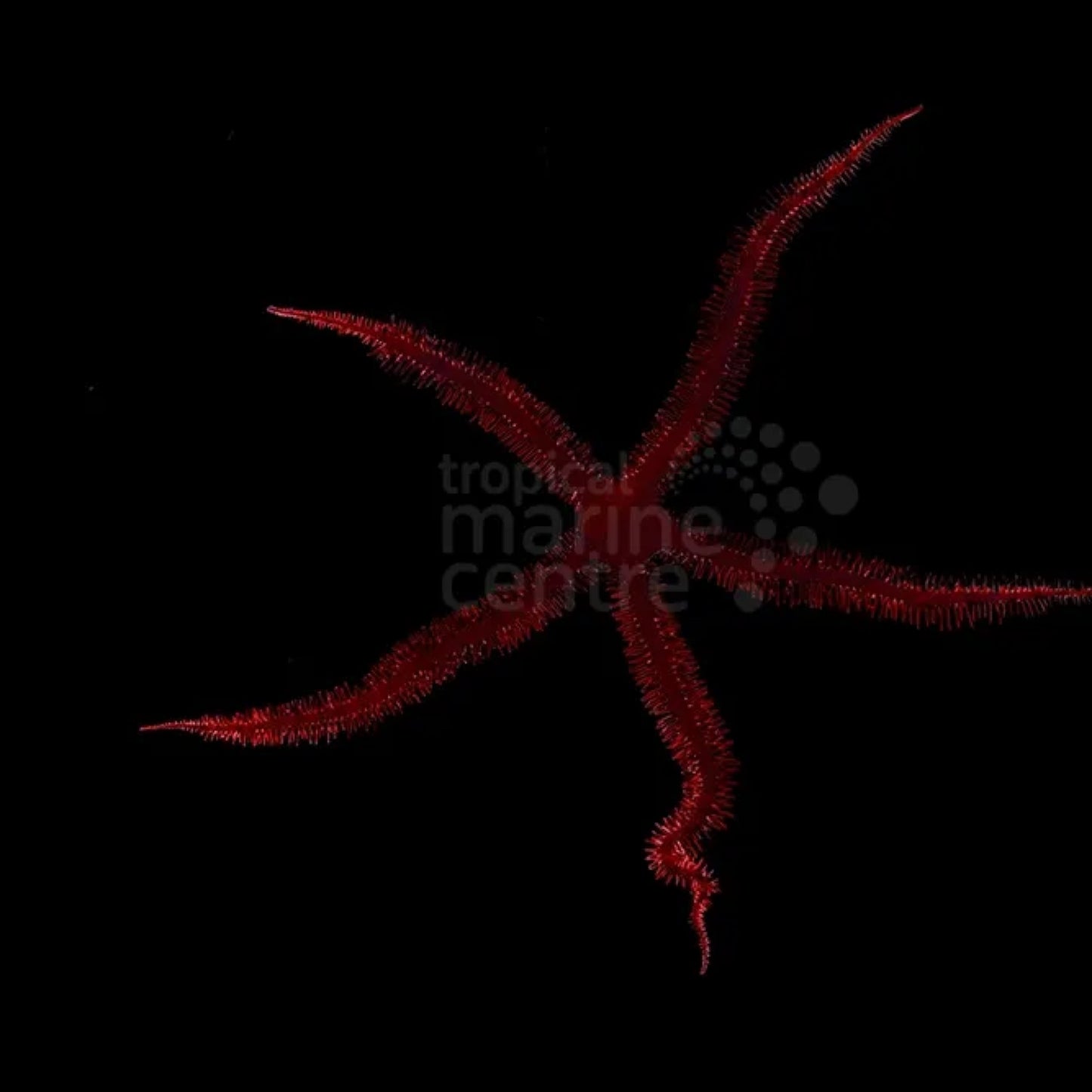 Red Brittle Star