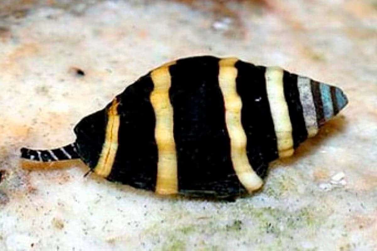 Bumblebee Snails
