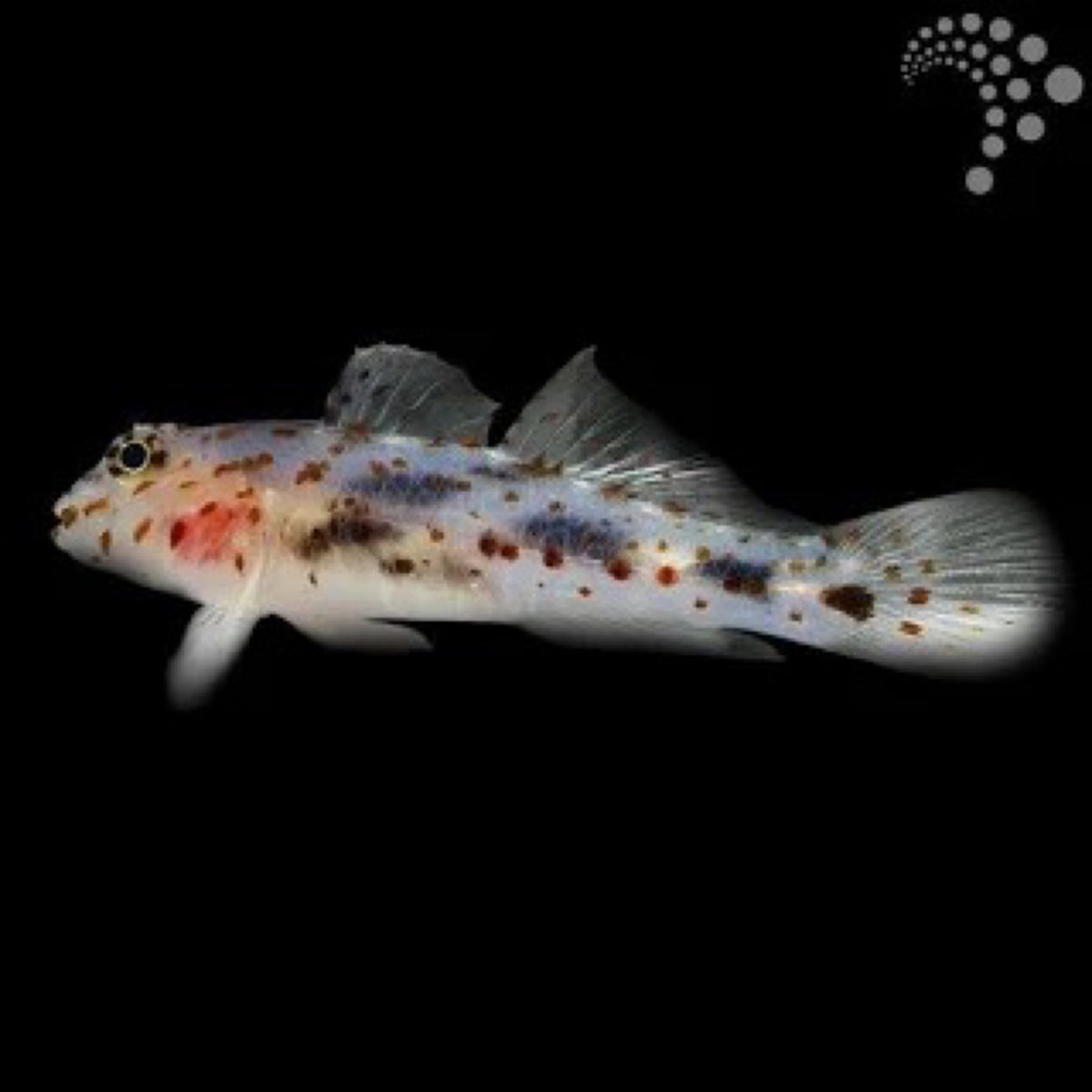 Ghost Goby
