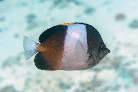 Black Pyramid Butterflyfish