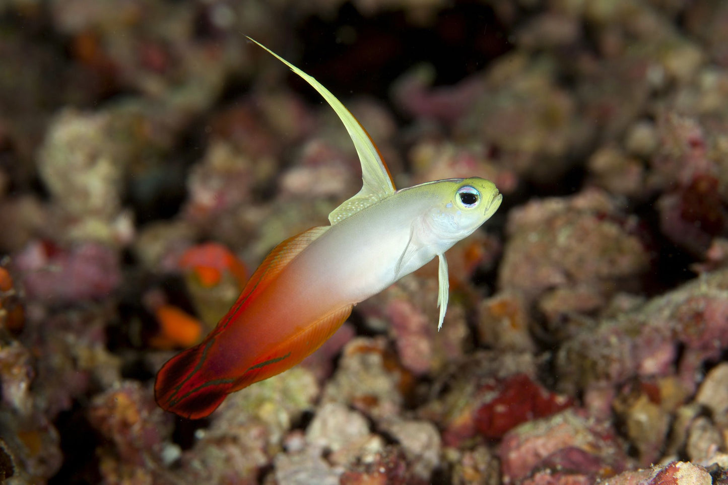 Red Firefish