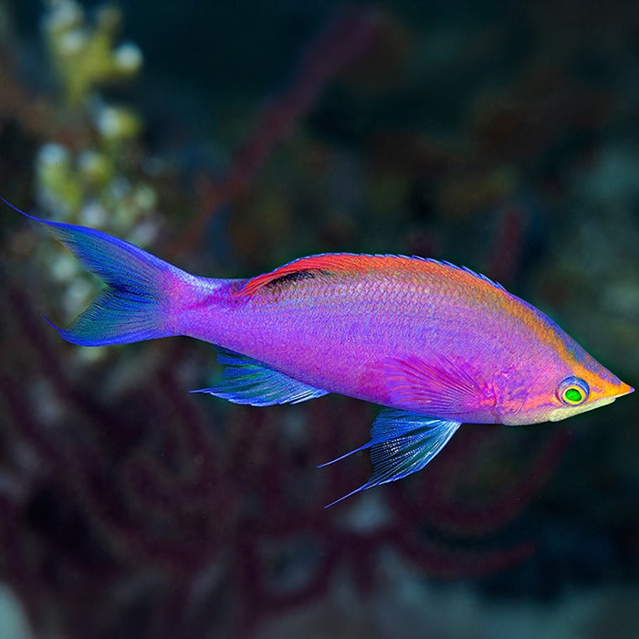 Purple Queen Anthias