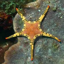 Mosaic Starfish