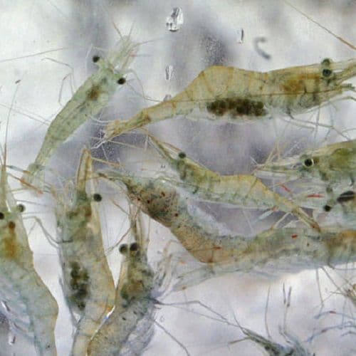 Live River Shrimp (10)