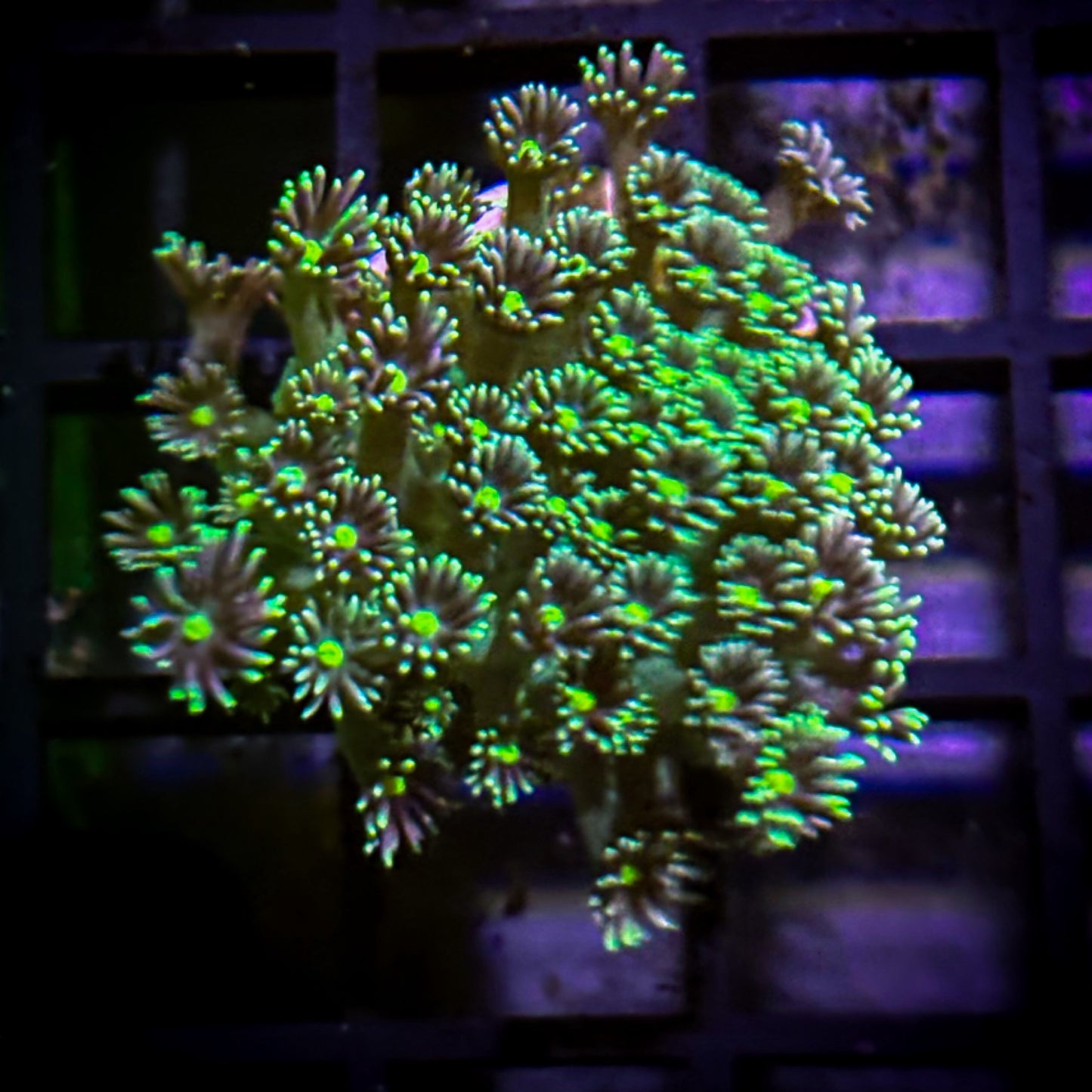 Neon Green Goniopora