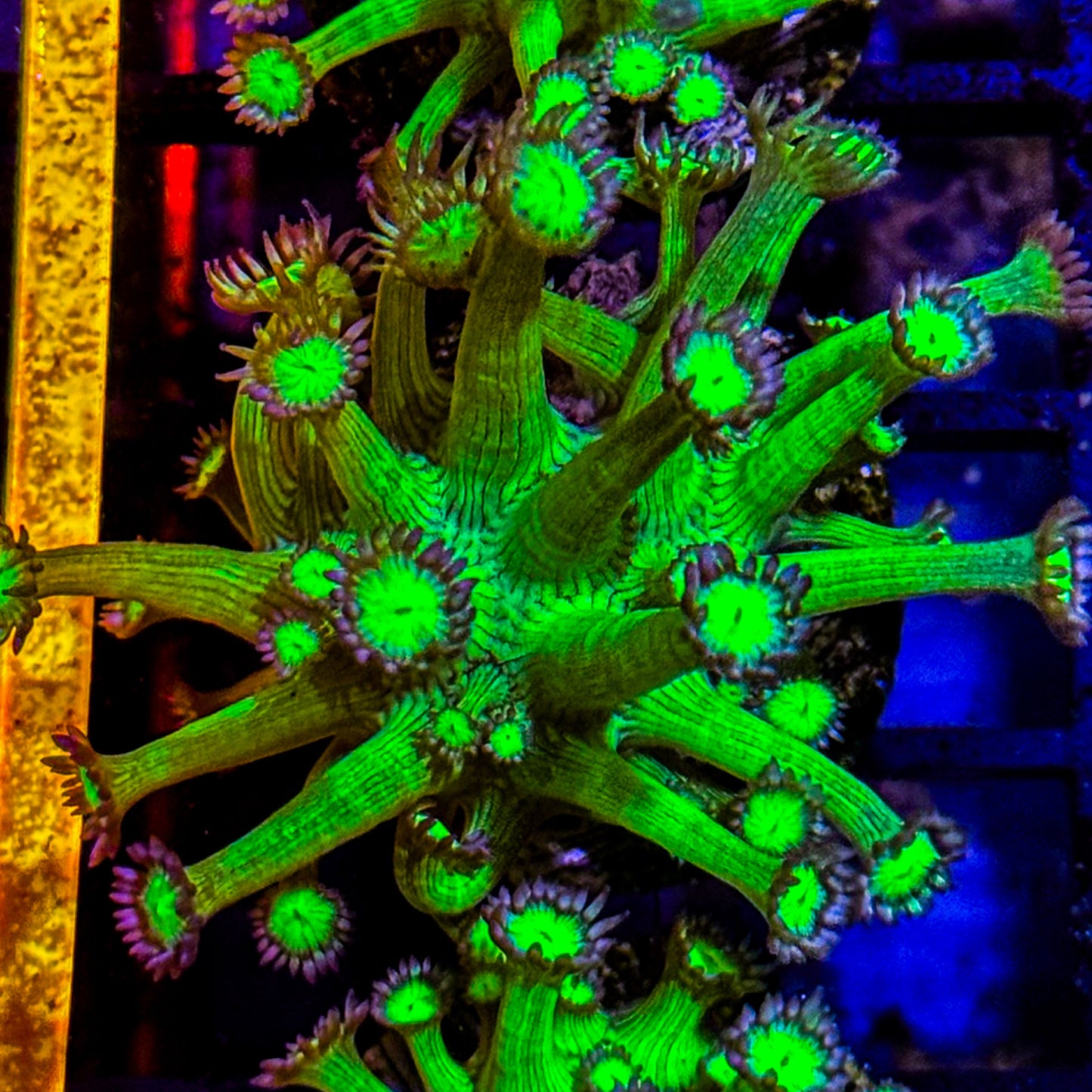 Medusa Goniopora