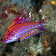 Hi Fin Filamented Flasher Wrasse