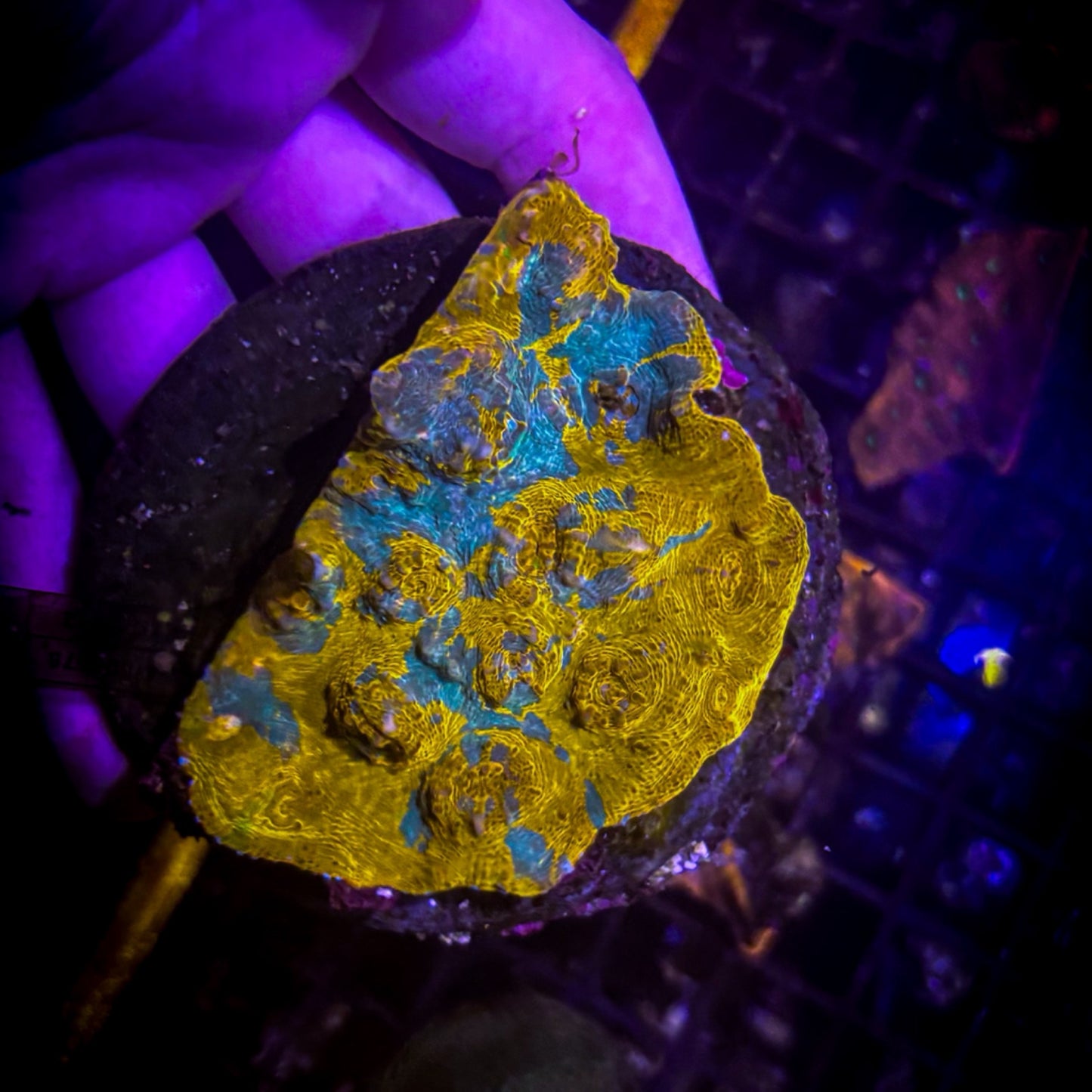 Azurite (Blue Gold) Ultra Chalice