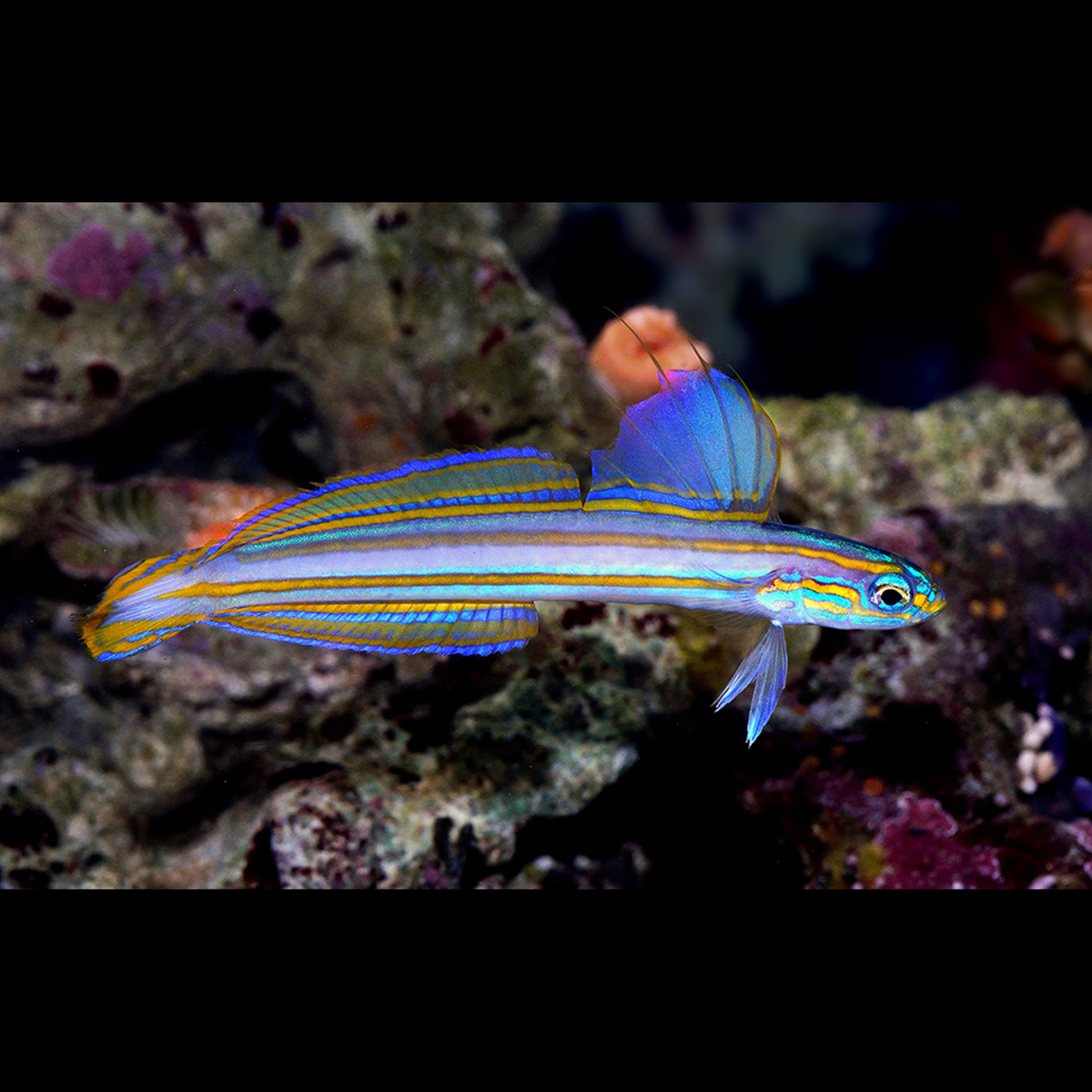Orange Striped Dartfish
