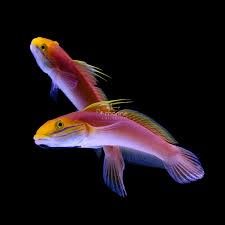Bella Goby
