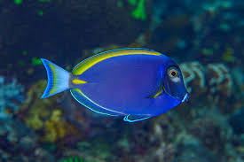 Starry Night Hybrid Tang