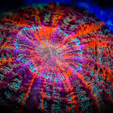 Standout Colour