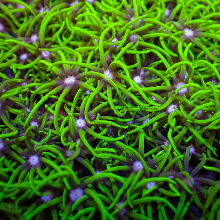 Easy First Corals