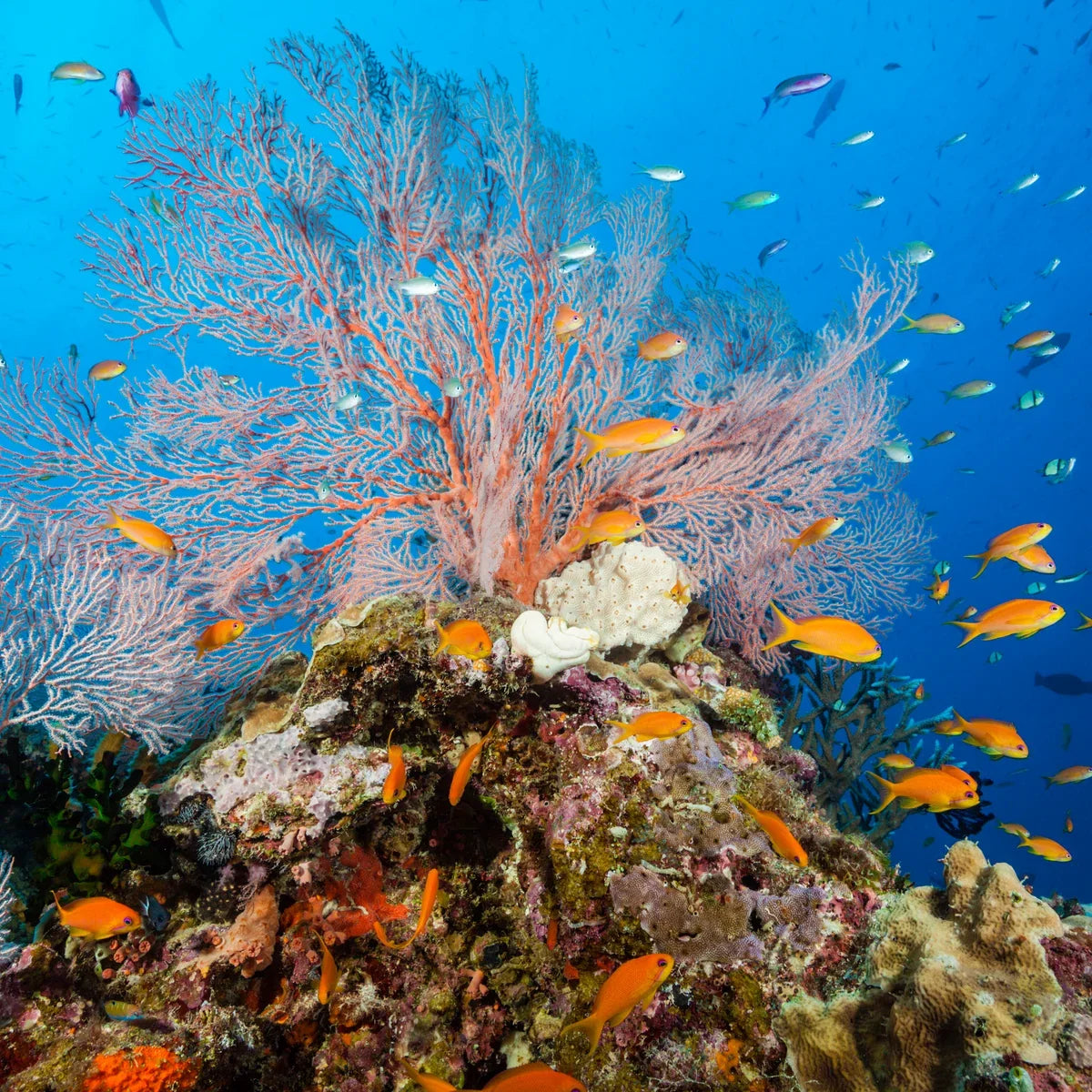 Reef Friendly