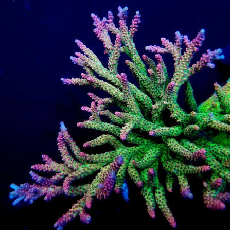 The SPS Reef