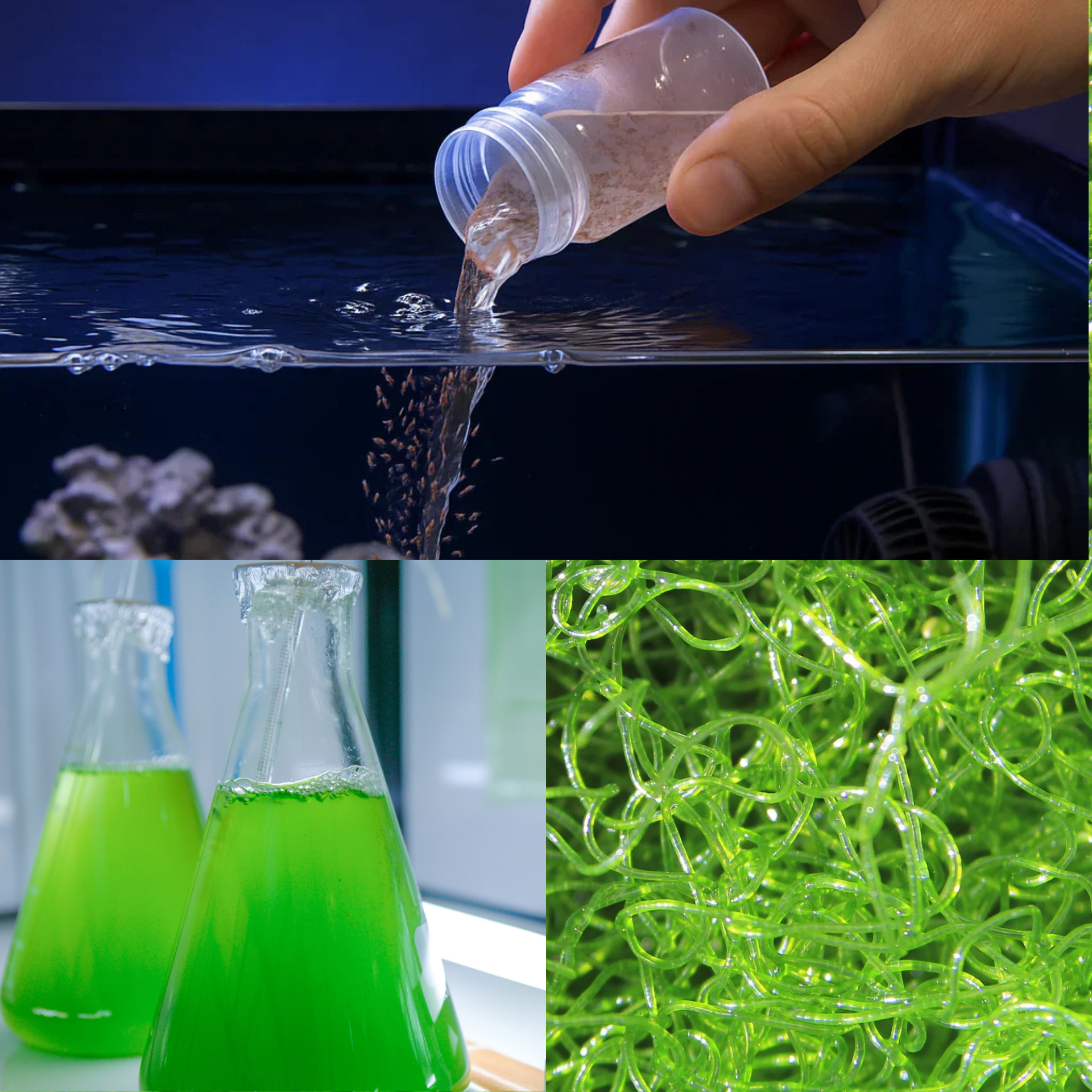 Macroalgae & Culturing