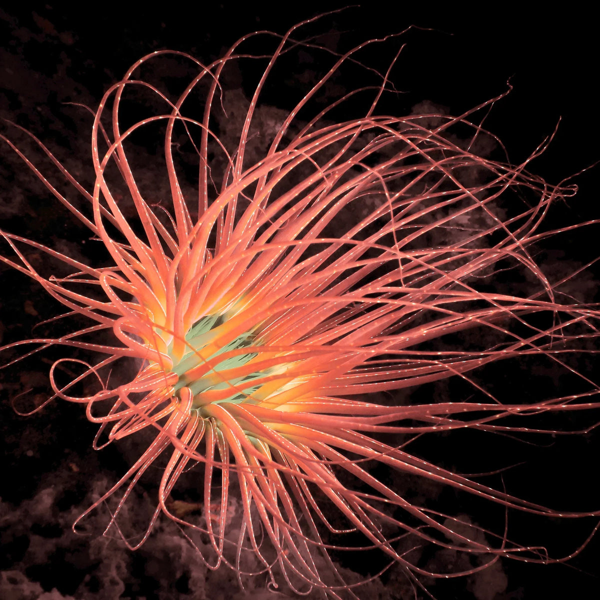 Anemones
