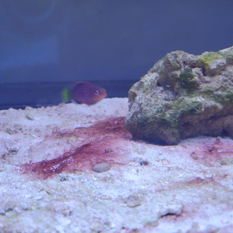 I have cyano
