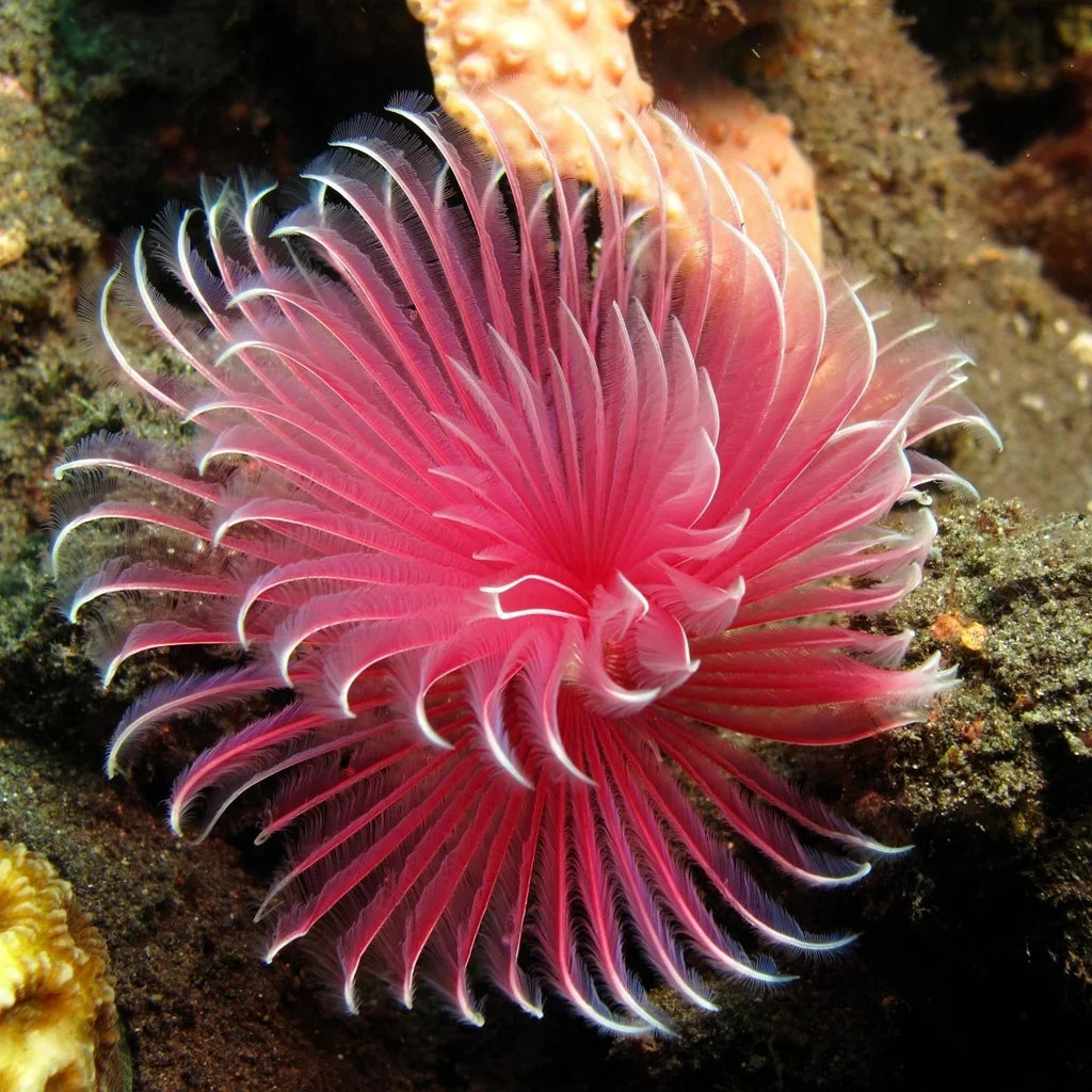 Worms