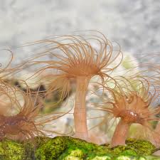 I have aiptasia