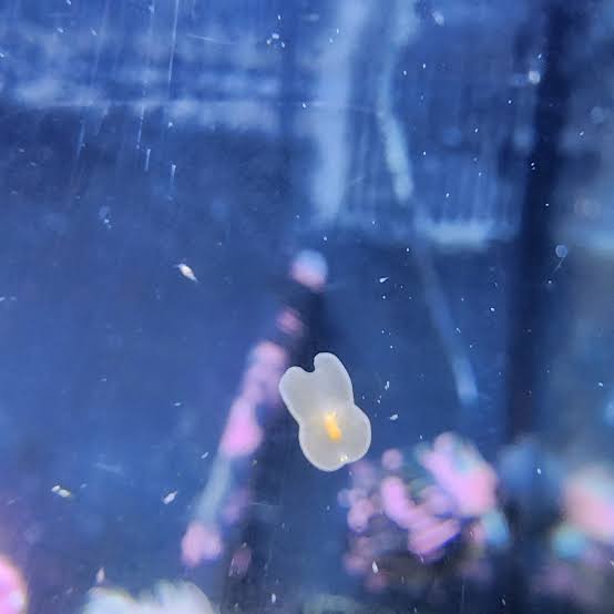 I have flatworms