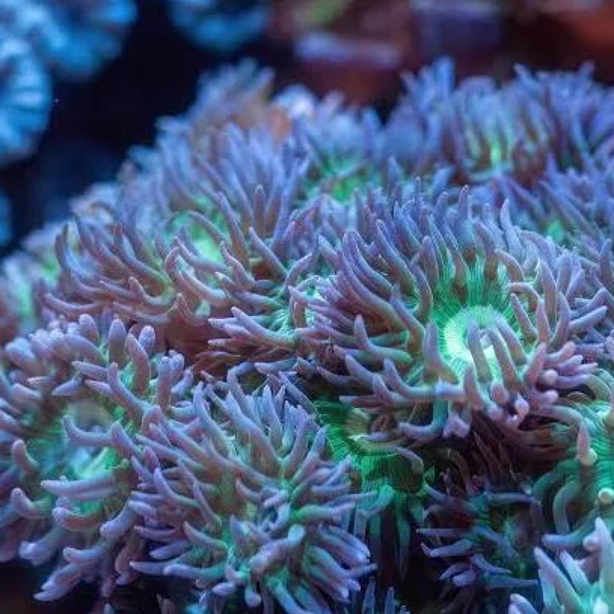 WYSIWYG Coral
