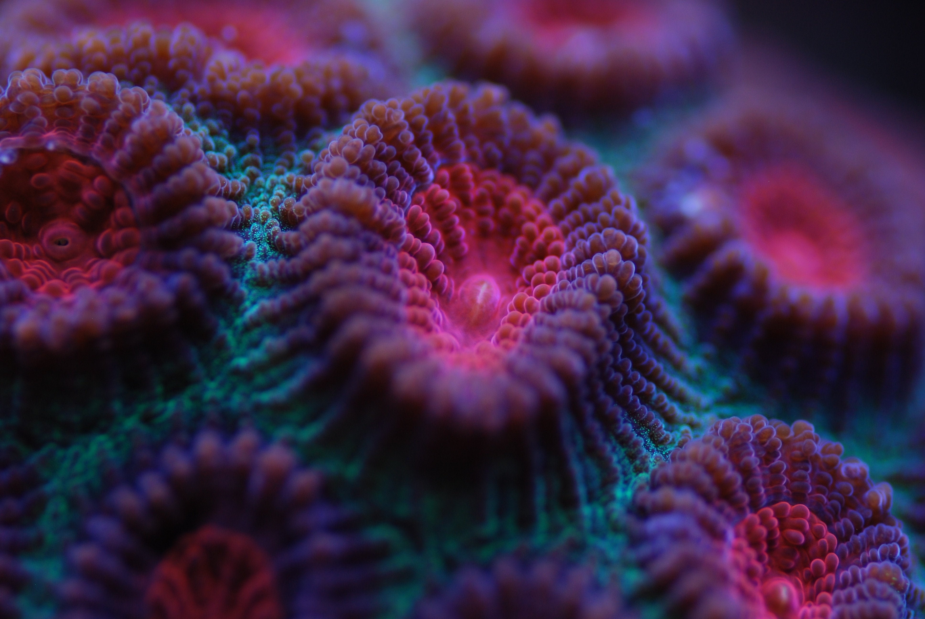 Coral