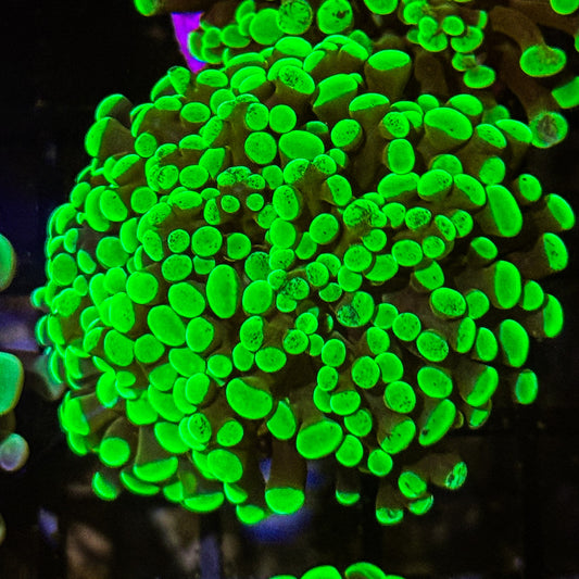 Neon Green Hammer
