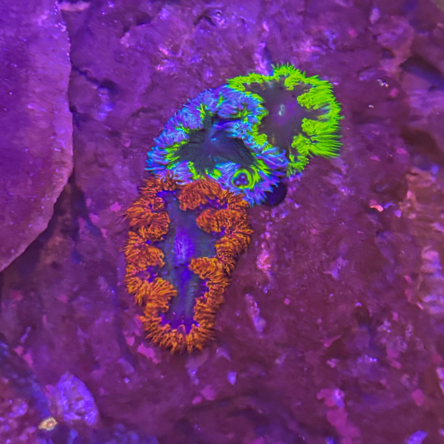 Rock Flower Anemone