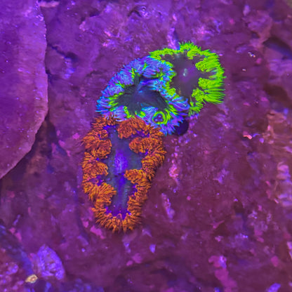 Rock Flower Anemone