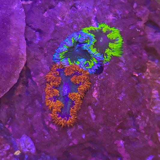 Rock Flower Anemone