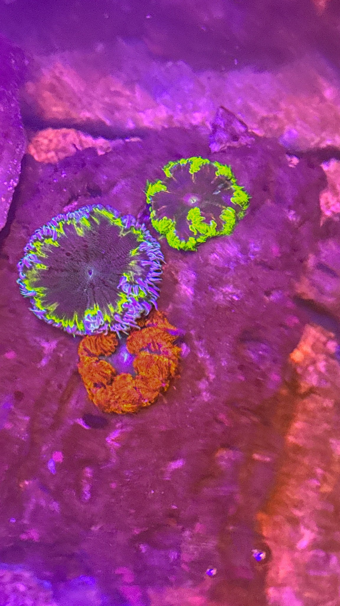 Rock Flower Anemone
