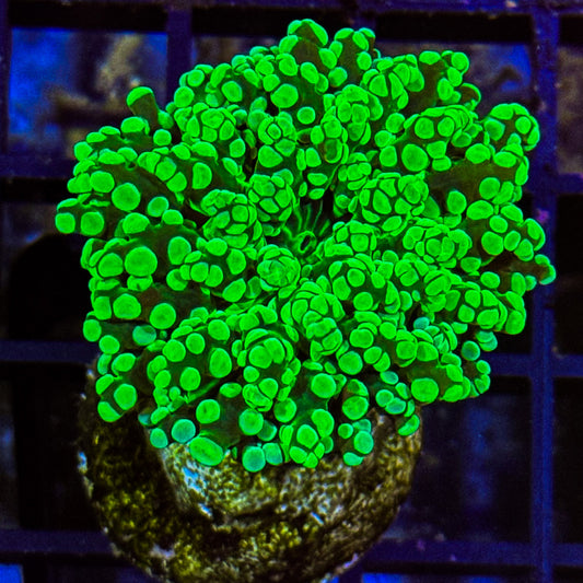 Toxic Frogspawn